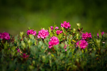 The pink color in summer on the mountains brings the beautiful alpine rose, rhododendron hirsutum