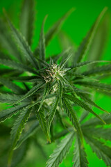 Marijuana plant with medical cannabis, cbd