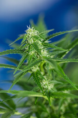 Weed medicine leaf, Grow indica flowering, Cannabis plant, Marijuana