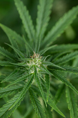 Cannabis leaf and marijuana plant. medical marijuana cannabis