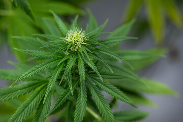 Weed medicine leaf, Grow indica flowering, Cannabis plant, Marijuana