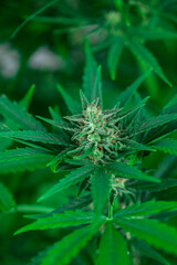 Weed medicine leaf, Grow indica flowering, Cannabis plant, Marijuana