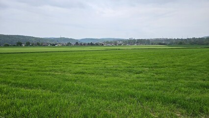 Landschaft zwischen Bammental und Mauer