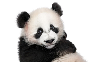 Fototapeta premium Close-up of an adorable panda bear cub with black and white fur and expressive eyes, capturing the innocence and charm of this endangered species.