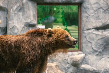 Obraz premium Big Brown Bear close-up at the zoo