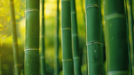 Fototapeta premium A peaceful bamboo grove with towering green stalks swaying in the breeze. 