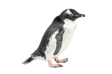 Obraz premium Close-up of an Adelie penguin standing against a white background, showcasing its distinctive black and white plumage.