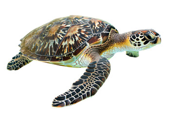 Obraz premium Close-up image of a colorful marine turtle swimming gracefully against a white background. Perfect for nature and wildlife themes.