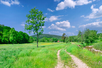 Ground road in a grassy meadow, rural summer landscape of Low Beskids (Beskid Niski), Poland
