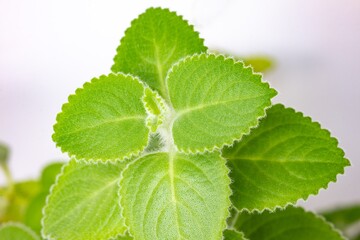 Detail of Coleus (Plectranthus Amboinicus) semi-succulent perennial plant used against cold