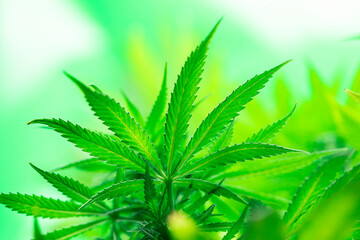 Weed medicine leaf, Grow indica flowering, Cannabis plant, Marijuana