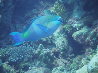 Scuba Diving in Redsea Egypt - Marine life