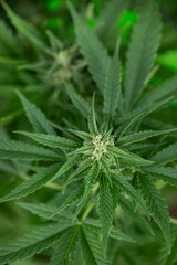 Cannabis leaf and marijuana plant. medical marijuana cannabis