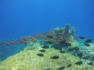 Scuba Diving in Redsea Egypt - Marine life