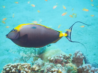 Scuba Diving in Redsea Egypt - Marine life