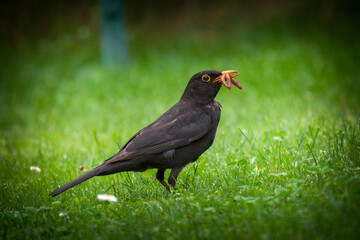 a blackbird , turdus merula, on the green lawn is looking for food and found a worm