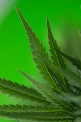 Cannabis leaf and marijuana plant. medical marijuana cannabis