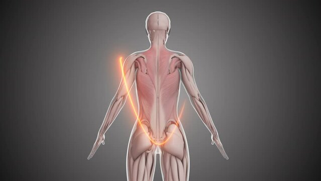 Animation of the female upper body back muscles