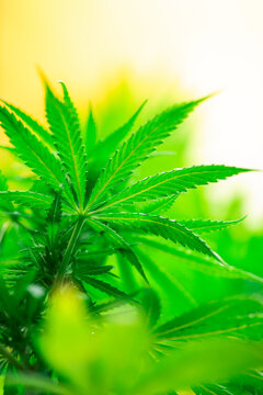 Weed medicine leaf, Grow indica flowering, Cannabis plant, Marijuana