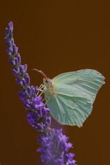 Butterfly Gonepteryx rhamni aka Common Brimstone feeding on blooming levander flower.