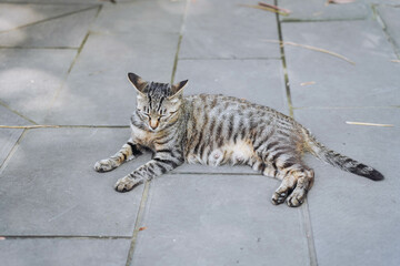 Dragon Li, also called Chinese Li Hua or China Li Hua, closing eyes sit on the grey pavement stones...