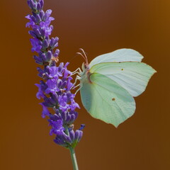 Butterfly Gonepteryx rhamni aka Common Brimstone feeding on blooming levander flower. © czjonyyy