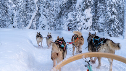 sled dogs in snow © Nico
