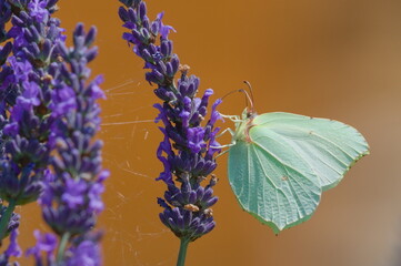 Butterfly Gonepteryx rhamni aka Common Brimstone feeding on blooming levander flower. © czjonyyy