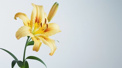 Yellow tiger lily against white backdrop