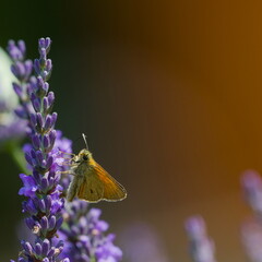 Butterfly Ochlodes sylvanus aka large skipper butterfly feeding on blooming levander flower. © czjonyyy