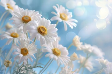 Soft Focus White Daisies with Blurred Background