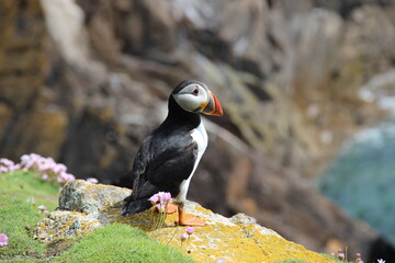 atlantic puffin on thr edge © Oksana