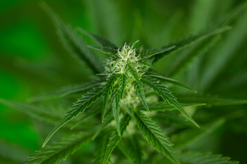 Marijuana plant with medical cannabis, cbd