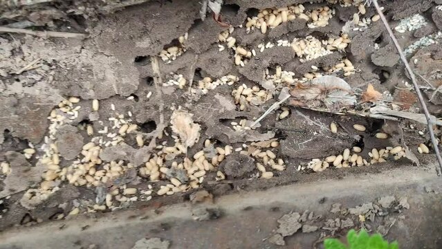 ants and ant eggs, anthill