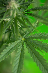 Weed medicine leaf, Grow indica flowering, Cannabis plant, Marijuana