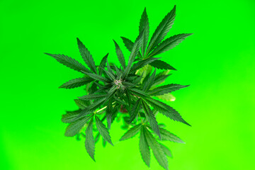 Green cannabis flowers, Weed medicine leaf, Marijuana