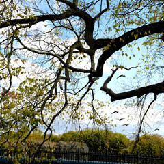 Tree in spring with branches, Mary Ellen Kramer Great Falls Park, City Of Paterson, New jersey, USA