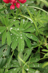 Closeup of Lupin leaves covered in rain drops, North Yorkshire England
