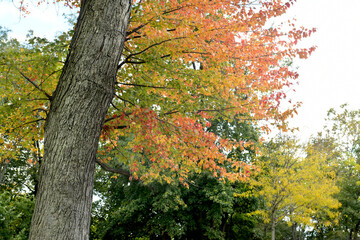 Autumn leaves in the park, Mary Ellen Kramer Great Falls Park, City Of Paterson, New jersey, USA