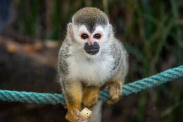 Central American squirrel monkey, Saimiri oerstedii, smallest of the Costa Rican monkey species