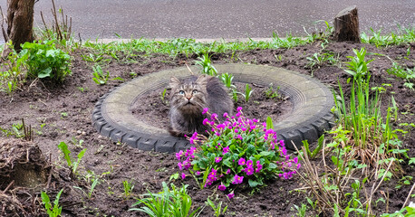 A beautiful old grey cat sits on a flower bed and looks up