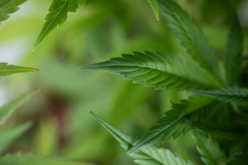 Cannabis leaf and marijuana plant. medical marijuana cannabis