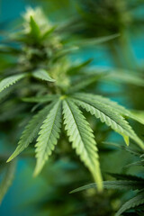 Marijuana plant, medical marijuana concept