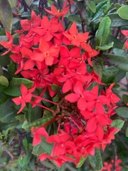 red and green leaves