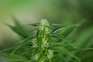 Marijuana plant with medical cannabis, cbd