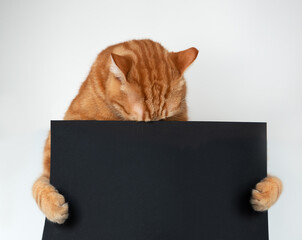 Fluffy young ginger cat stands and holds an advertisement in his paws indoor
