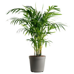 A lush, vibrant potted palm plant in a modern planter, perfect for adding a touch of green to any indoor space or office decor.