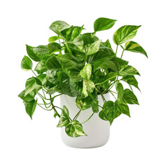 A vibrant green potted plant with lush foliage in a modern white pot, perfect for indoor home and office decor.