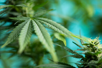 Fototapeta premium Close up view of green marijuana plant