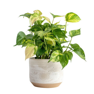 Bright green pothos plant with variegated leaves in a white ceramic pot, perfect for indoor decoration and air purification.